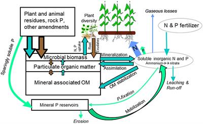 Frontiers | Advancing The Science And Practice Of Ecological Nutrient ...